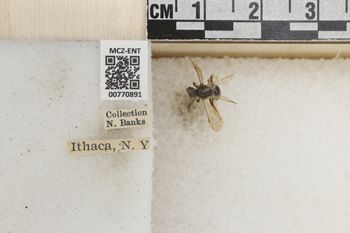 Media type: image;   Entomology 770891 Aspect: Labels